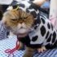cowctcat