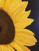 sunflowersmall.jpg