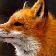 Native Predator