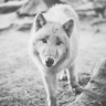 wolfyish