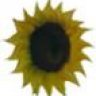 Sunflower-Products